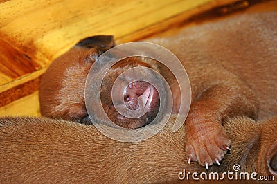 Puppy sleeping Stock Photo