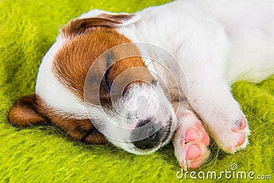 Puppy sleeping on the couch, the dog fell ill. Stock Photo