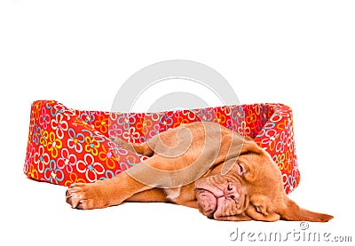 Puppy Sleeping in Puppy Cot Stock Photo