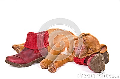 Puppy Sleeping in Winter Boots Stock Photo