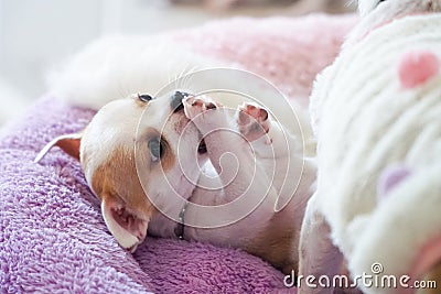 Puppy small chihuahua white brown sleep lying Stock Photo