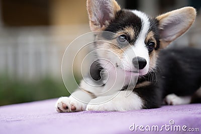 Puppy small corgi dog sitting on the table in summer sunny day, animal concept Stock Photo