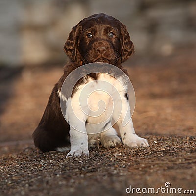 Puppy of Small Munsterlander Stock Photo