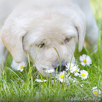 Puppy sniffing flowers Stock Photo