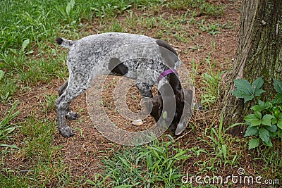 Puppy sniffing ground Stock Photo