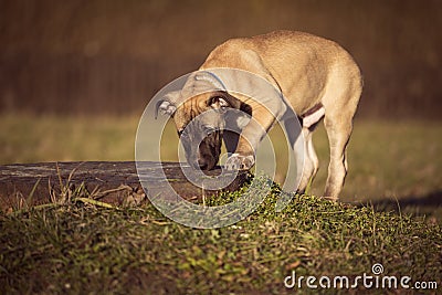 Puppy sniffs the grass on a walk Stock Photo