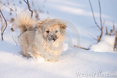 Puppy in the snow in the winter Stock Photo