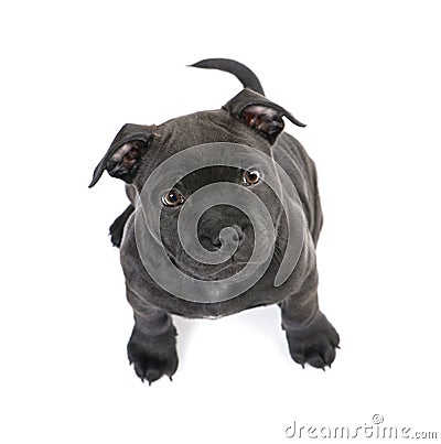 Puppy Staffordshire Bull Terrier (2 months) Stock Photo