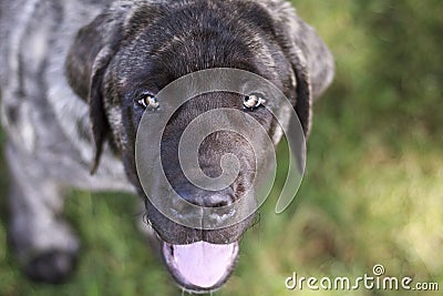 Adorable brindled MAstiff Puppy Stock Photo