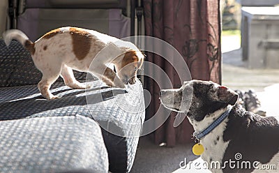 Puppy teasing the older dog from the couch Stock Photo