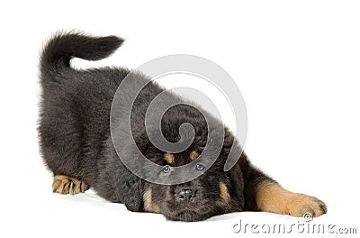 Puppy tibetan mastiff Stock Photo