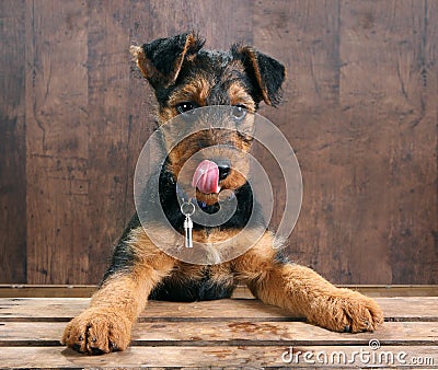 Puppy tongue Stock Photo