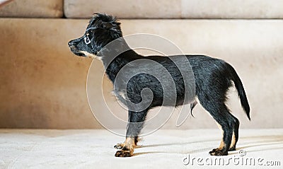 Puppy toy terrier. Russian toy terrier on beige background. Stock Photo