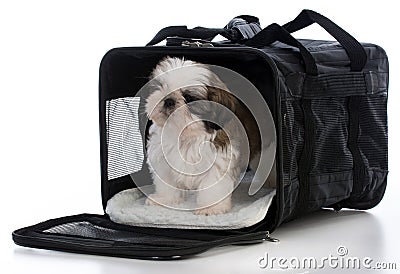 puppy in travel carrier Stock Photo