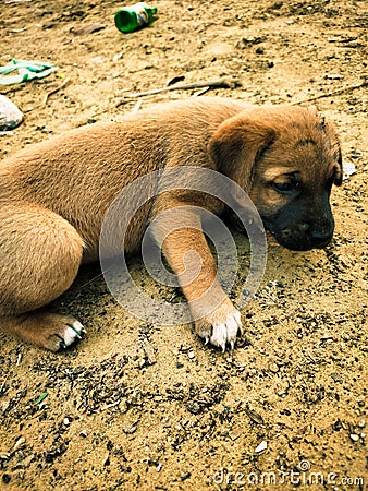 Puppy trying to sleep close up Stock Photo