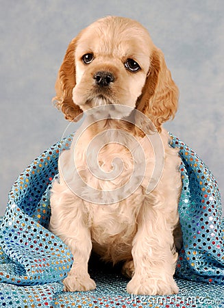 Puppy under blanket Stock Photo