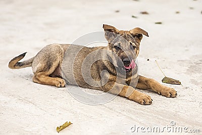 Puppy very cute with red tongue. Stock Photo