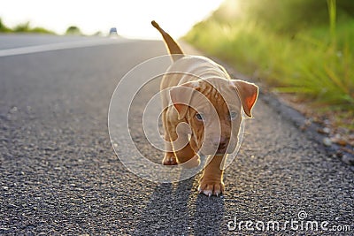 A lost puppy walking alone on the road Stock Photo