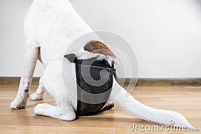 Puppy in washable diaper sits on the floor, close-up view Stock Photo