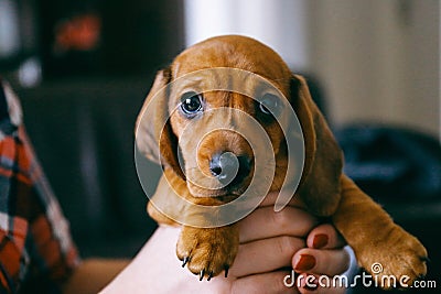 Puppy and Stock Photo