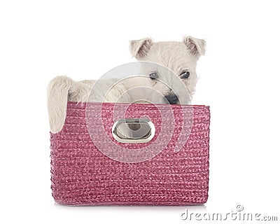 Puppy West Highland White Terrier Stock Photo