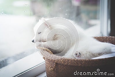 Puppy at the window,vintage filter Stock Photo