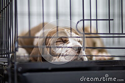 A puppy with a wrinkled face Pitbull, poor, fat, lying in a cage. Cute face wants to come out for a run for sale Waiting for Stock Photo