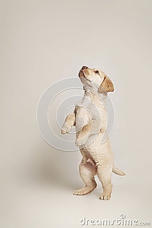 Puppy yellow labrador standing up Stock Photo