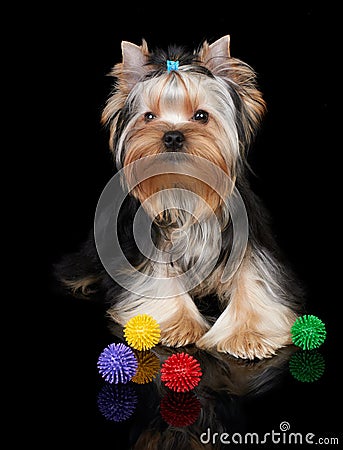 Puppy of the Yorkshire Terrier on black Stock Photo