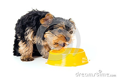 Puppy yorkshire terrier dog eats from a bowl Stock Photo