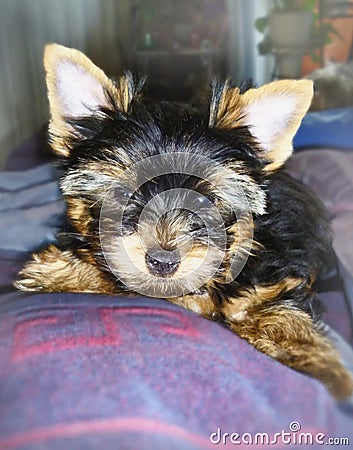 Puppy yorkshire terrier lies on the bed Stock Photo