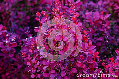 Puprle closeup flora view in a park Stock Photo