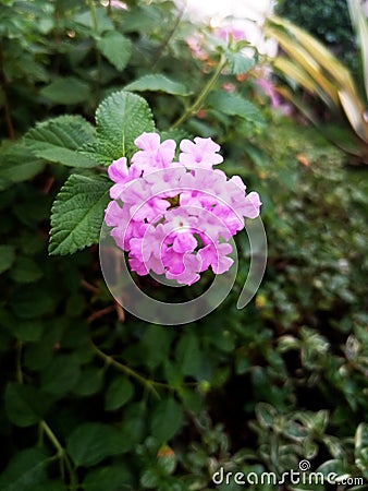 Puprle flower in garden Stock Photo