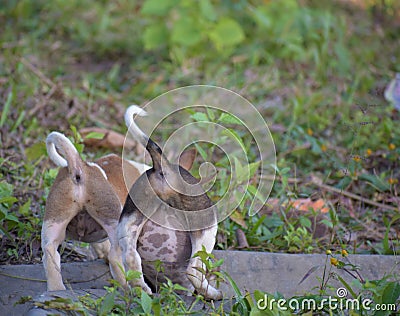 Two playful puppies at play Stock Photo