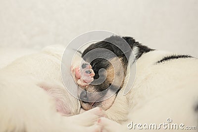 Pups 3,5 weeks old. Purebred newborn very tiny Jack Russell Terrier puppy dogs plays with the siblings Stock Photo