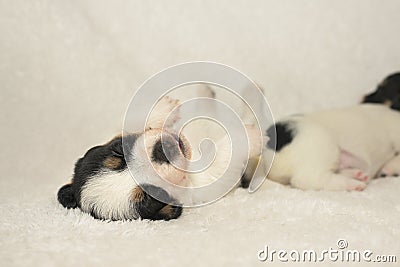 Pups 3,5 weeks old. Purebred newborn very tiny Jack Russell Terrier puppy dogs plays with the siblings Stock Photo
