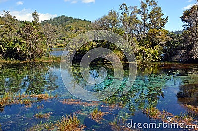 PuPu Springs Near Takaka in Golden Bay, New Zealand. Stock Photo