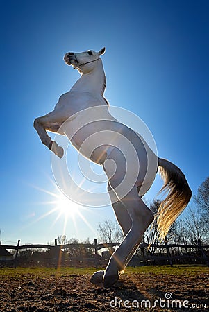 Pure Arabian white horse on training day with glowing sun Stock Photo