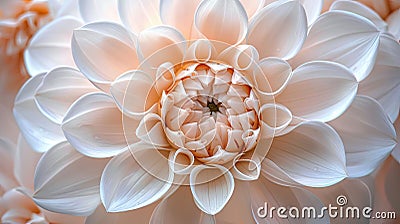 Pure Beauty: Close-Up of White Dahlia Flower Petals Stock Photo