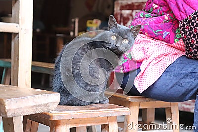 A smart black cat Stock Photo