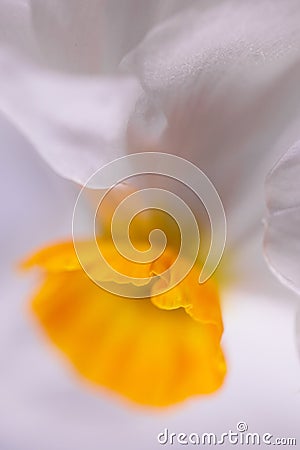 Pure blossom Amaryllidaceae flower in macro Stock Photo