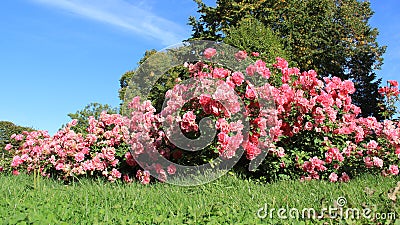 Pure. Blossom Sweet Pink Roses With Green Grass And Warm Sunlight Stock Photo