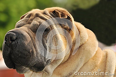 Pure-bred Shar Pei dog Stock Photo