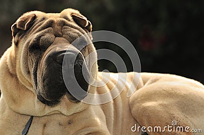 Pure-bred Shar Pei dog Stock Photo