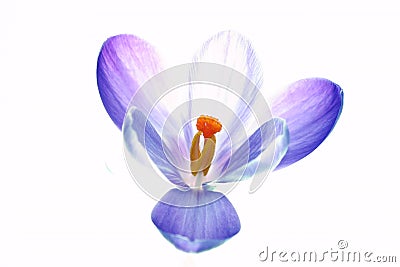 Pure crocus flower Stock Photo