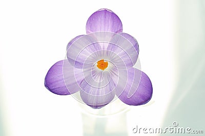 Pure crocus flower Stock Photo