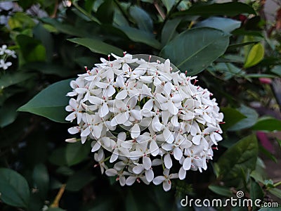 Pure Elegance Unveiled: White Ixora Blossoms Stock Photo