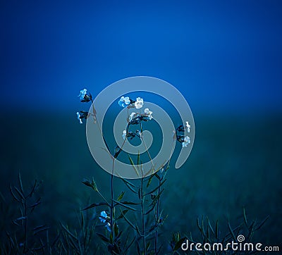 Pure Elegance: White Summer Blossoms Amidst Meadow Bliss Stock Photo