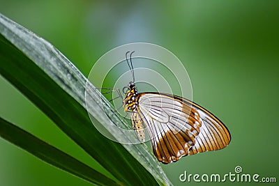 Pure and Elegant Butterfly Stock Photo