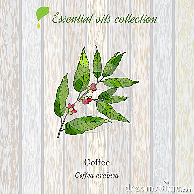 Pure essential oil collection, coffee. Wooden texture background Vector Illustration